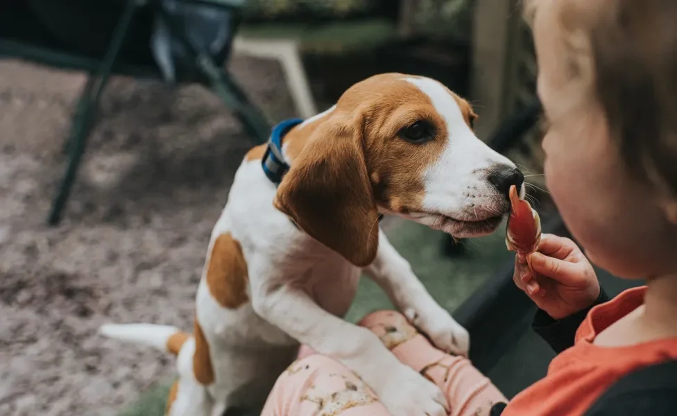 Beagle cheirando picolé