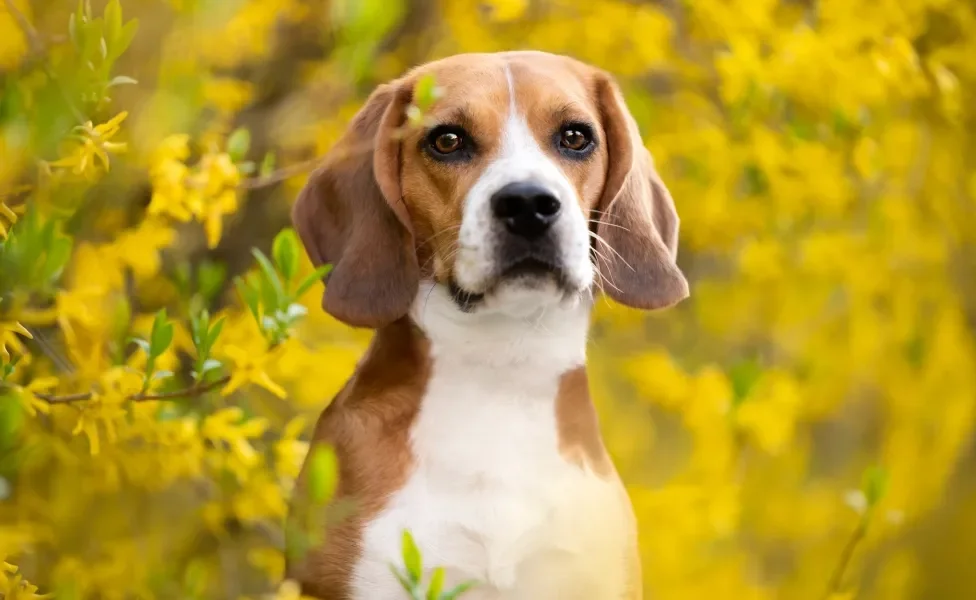 Beagle com flores amarelas de fundo