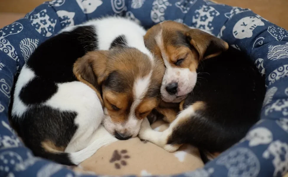 Dois Beagles dormindo em caminha azul