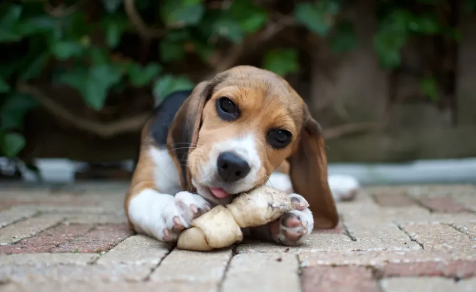 Beagle agarrado com brinquedo