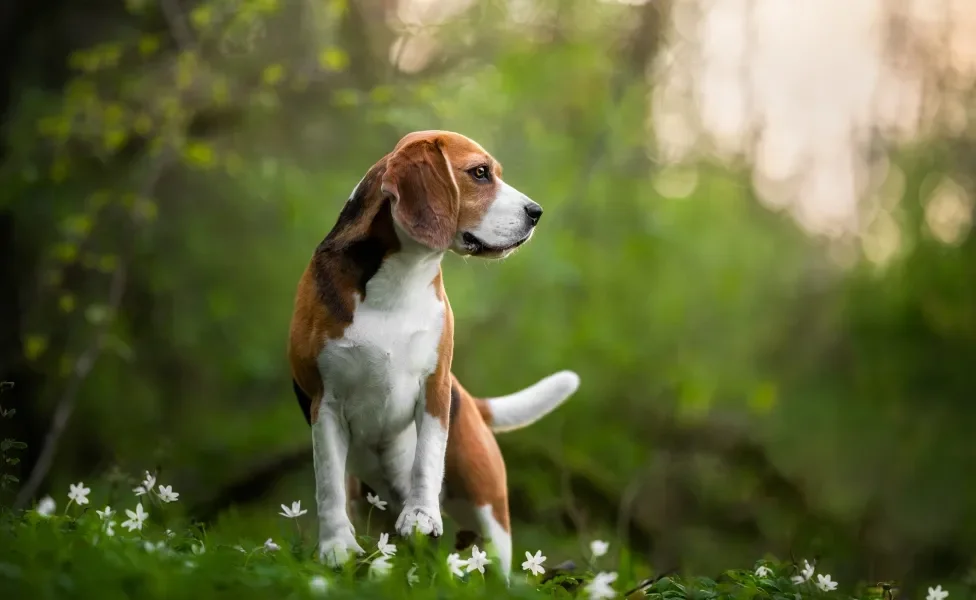 Beagle em floresta