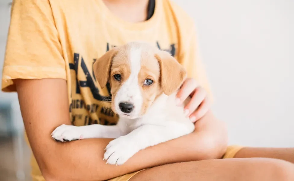 Beagle filhote no colo de menino