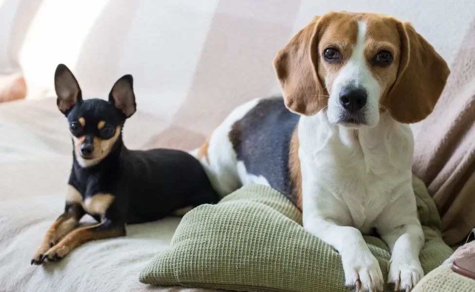 Beagle do lado de um Pinscher