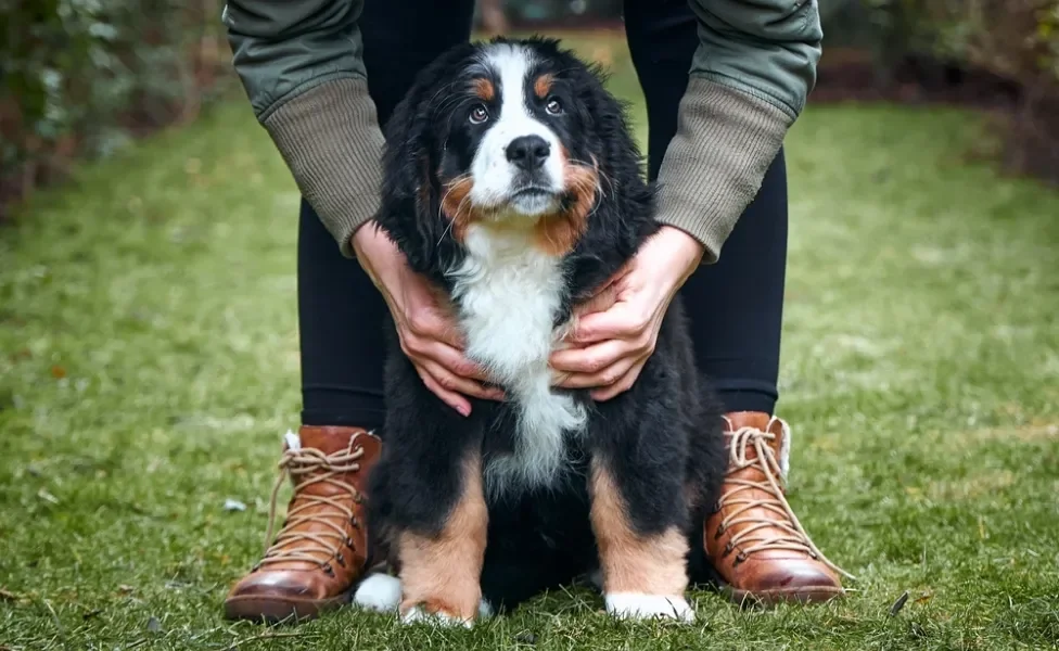 Bernese filhote com uma pessoa segurando ele por trás