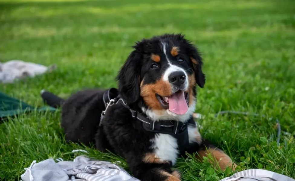 Bernese filhote deitado na grama com língua de fora