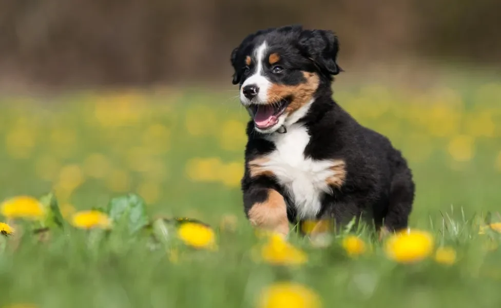 Bernese filhote correndo feliz em um gramado com flores amarelas