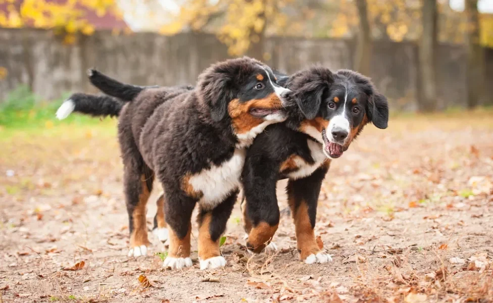 Dois Bernese filhotes brincando em um parque