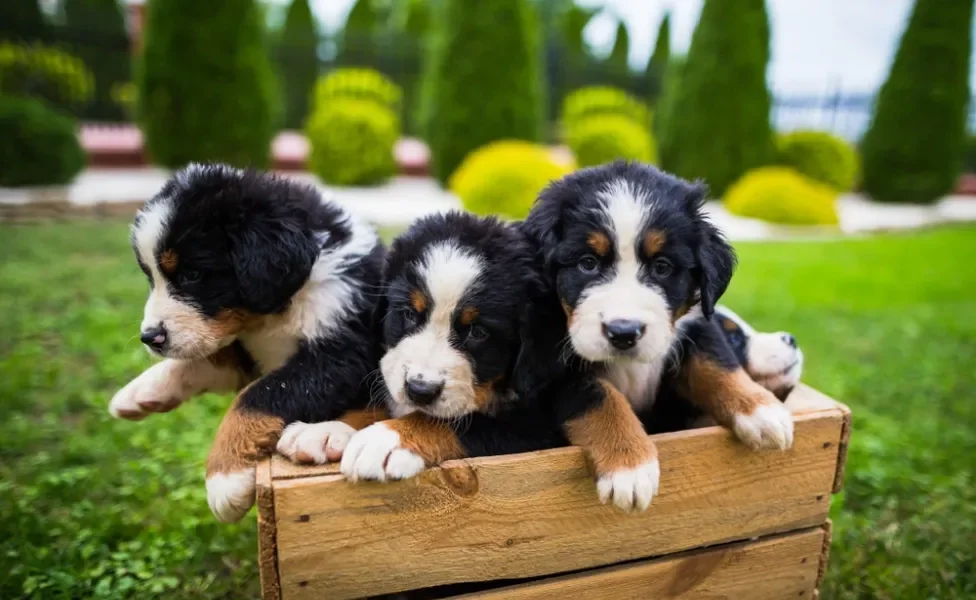 Três Bernese filhotes dentro de uma caixa de madeira com árvores ao fundo