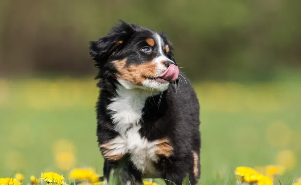 Bernese filhote andando em campo com flores amarelas