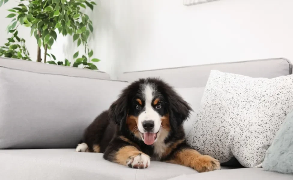 Bernese filhote deitado em sofá cinza com uma planta ao fundo