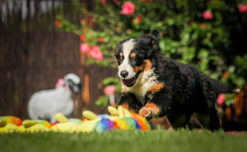 Bernese filhote pulando em um jardim com bolinhas coloridas na grama