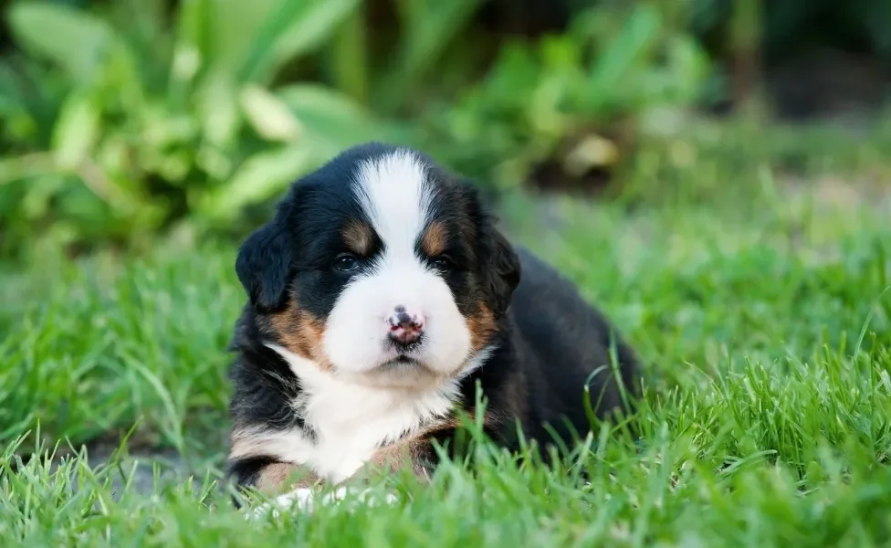 Bernese filhote deitado na grama