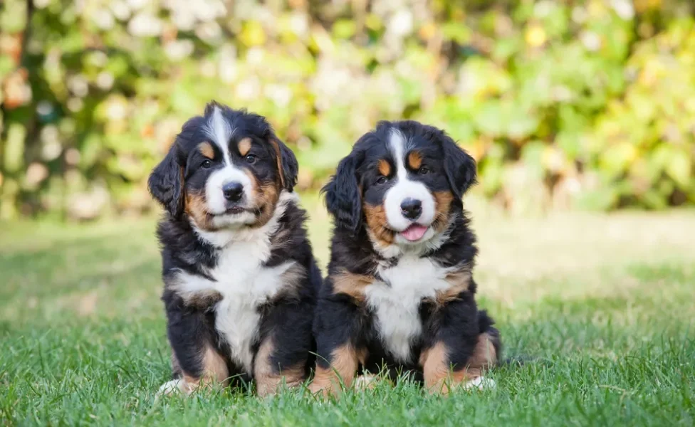 Dois Bernese filhotes lado a lado sentados na grama