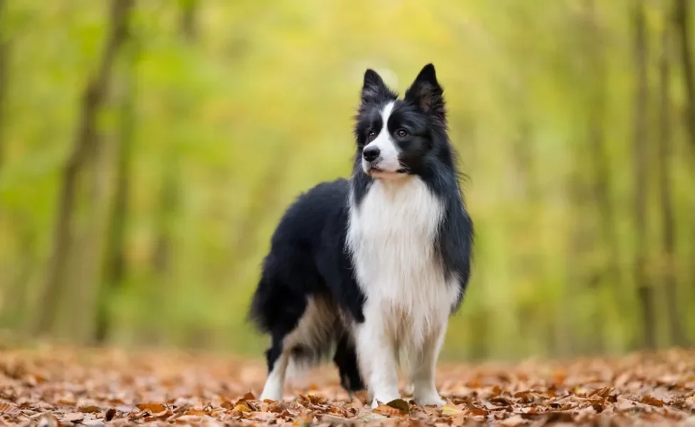 Border Collie preto e branco na floresta