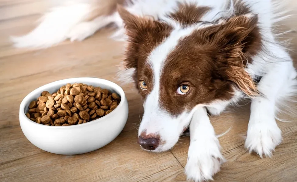 Border Collie com pote de ração do lado