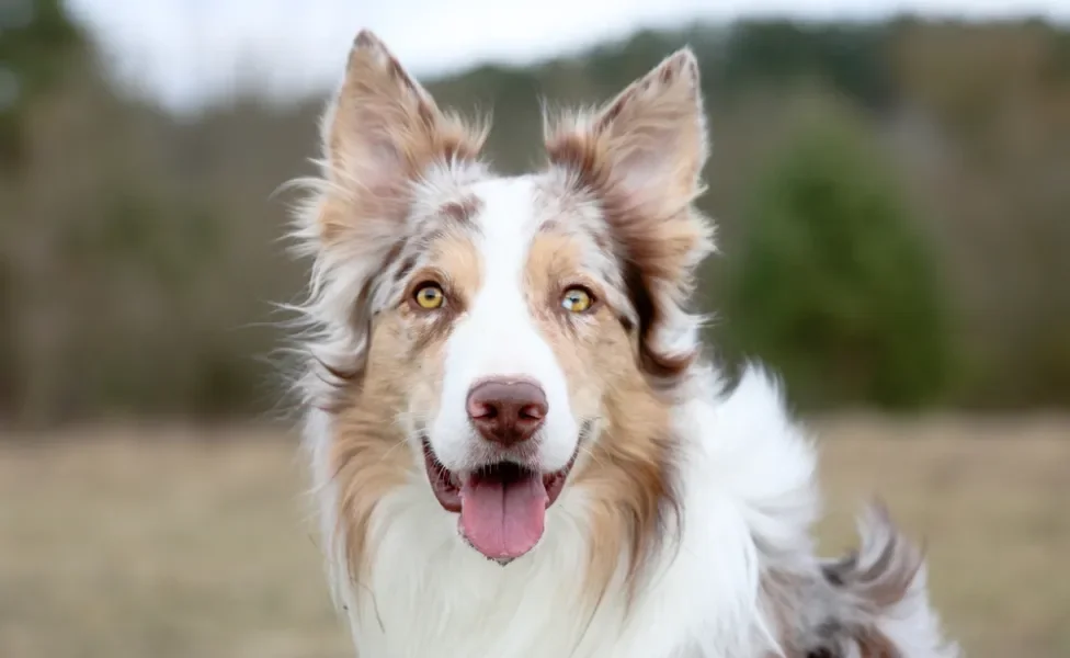 Border Collie merle com a língua de fora