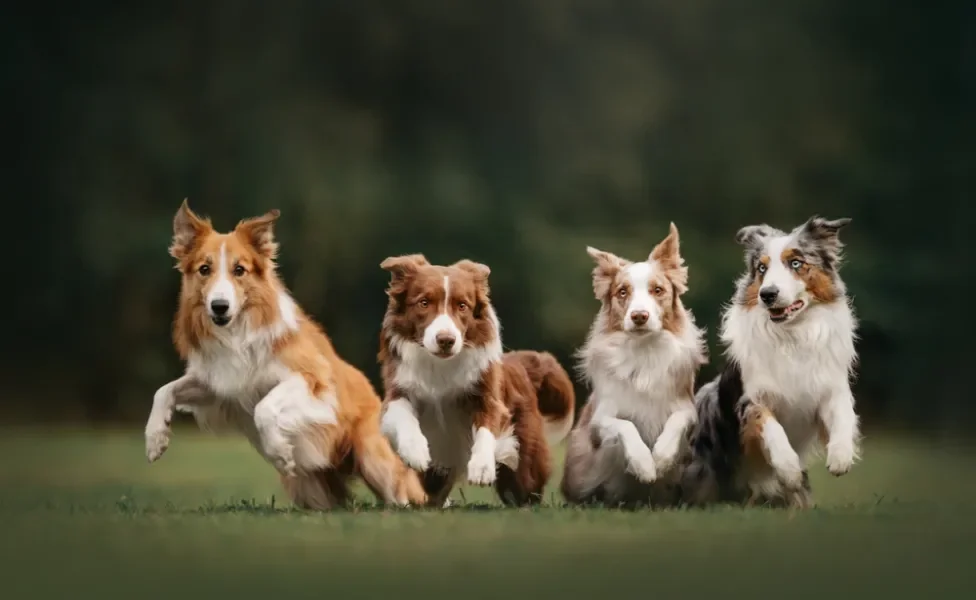 Quatro tipos diferentes de Border Collie correndo