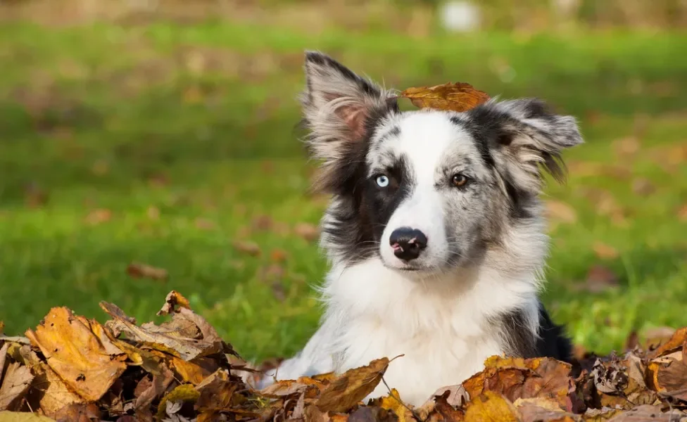 Border Collie merle ao ar livre