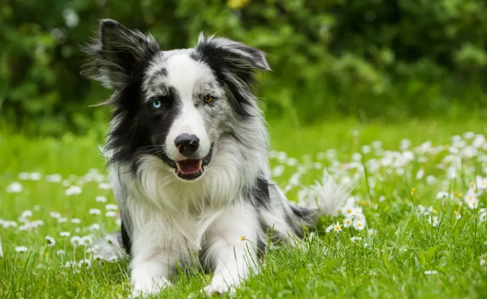 Border Collie merle deitado na grama