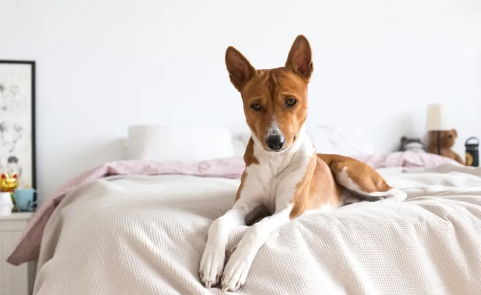 Basenji deitado na cama