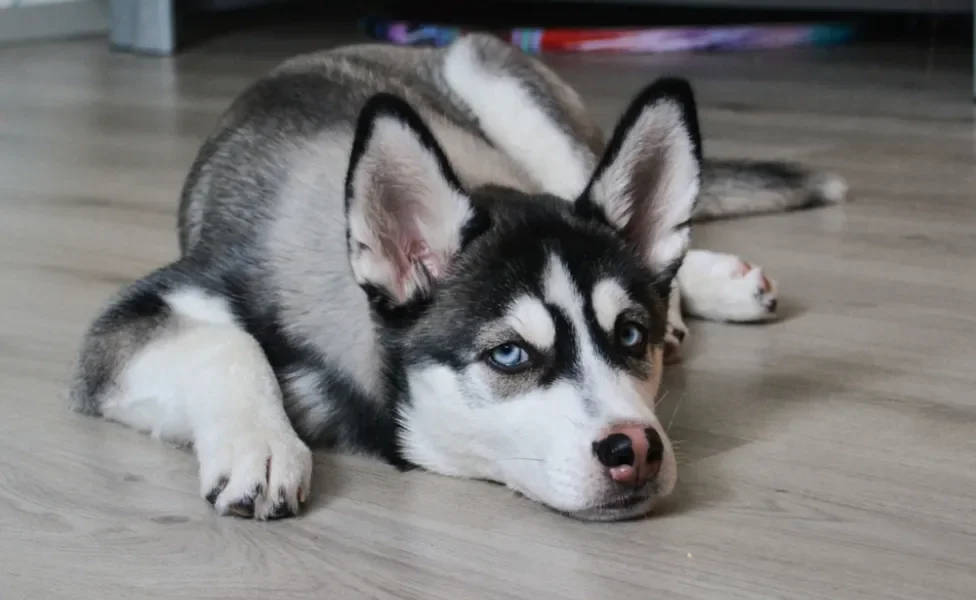 Husky deitado no chão