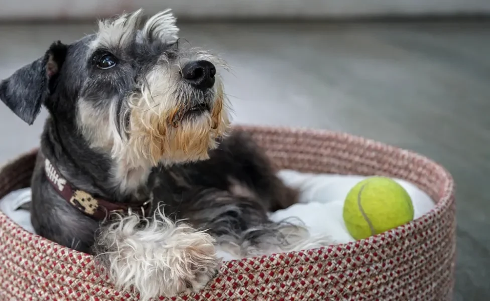 Schnauzer deitado na caminha dele