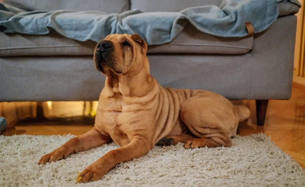 SharPei deitado no tapete com sofá atrás