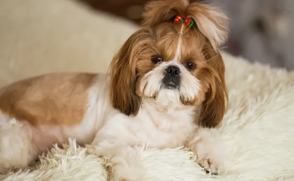 Shih Tzu deitado em tapete