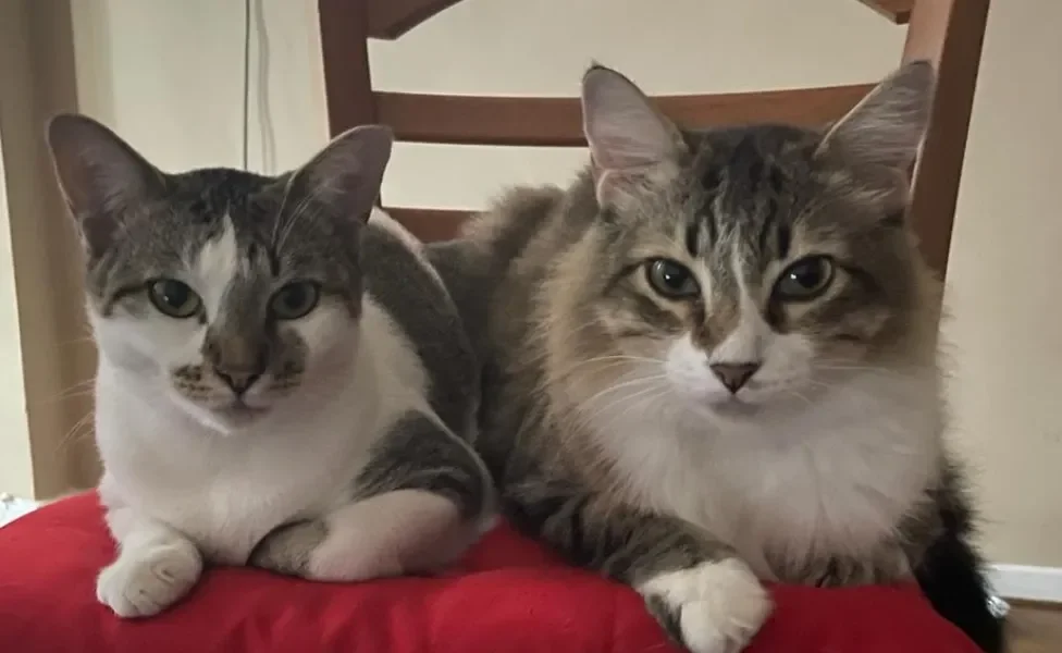 2 gatinhos