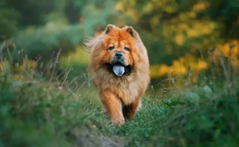 Chow Chow andando na grama