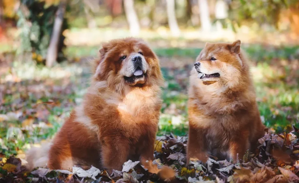 Dois Chow Chows lado a lado em cima de toalha 