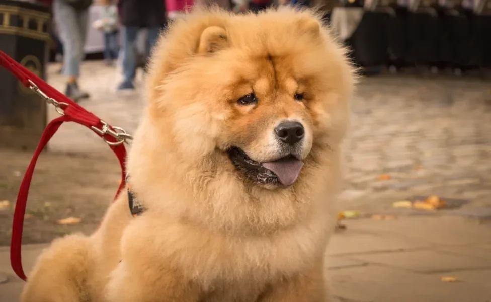 Chow Chow com coleira vermelha