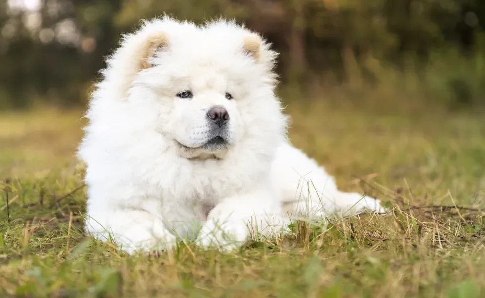 Chow Chow branco deitado na grama