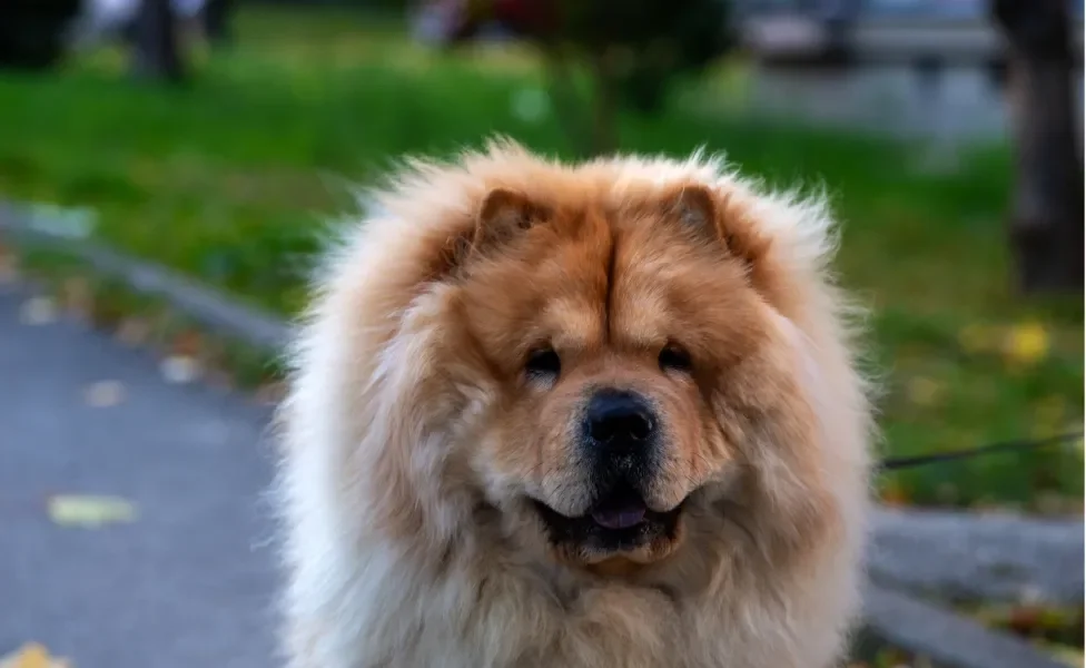 Chow Chow olhando para frente