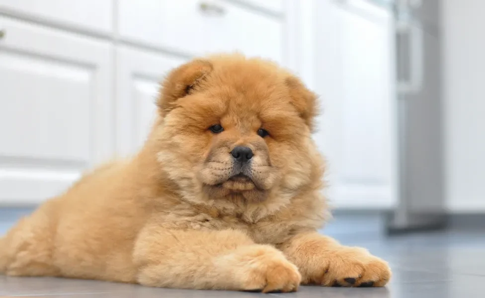 Chow Chow filhote deitado no chão com língua de fora