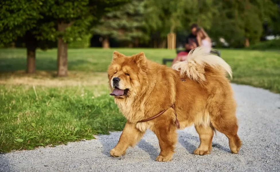 Chow Chow passeando no parque