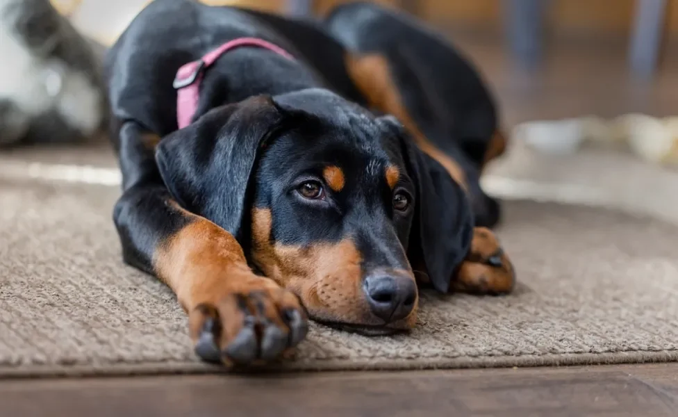 Doberman deitado descansando