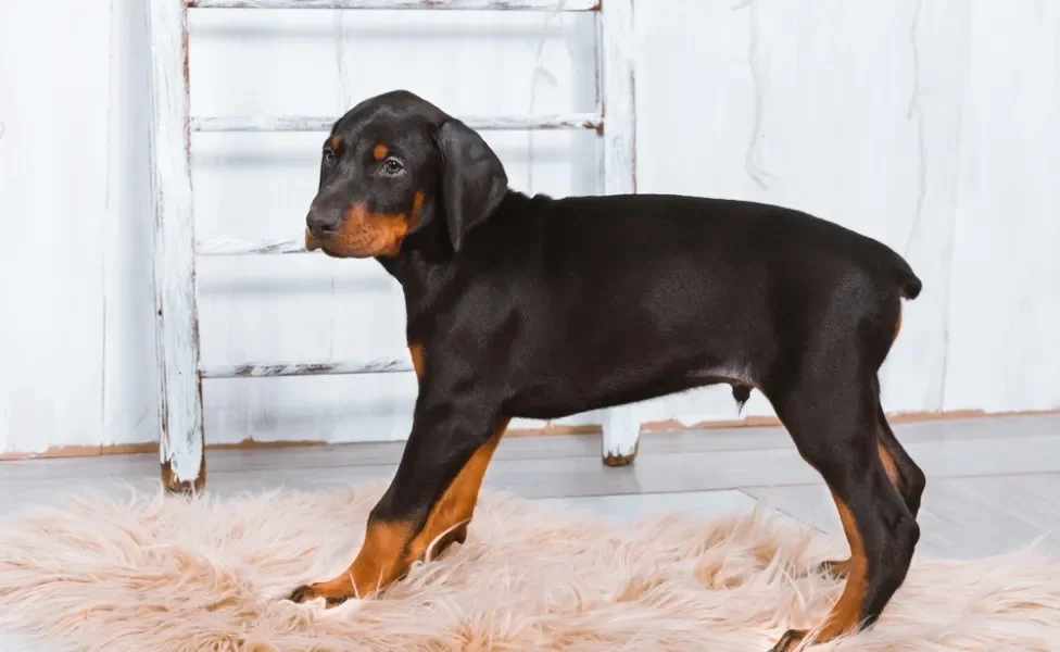 Doberman filhote em casa