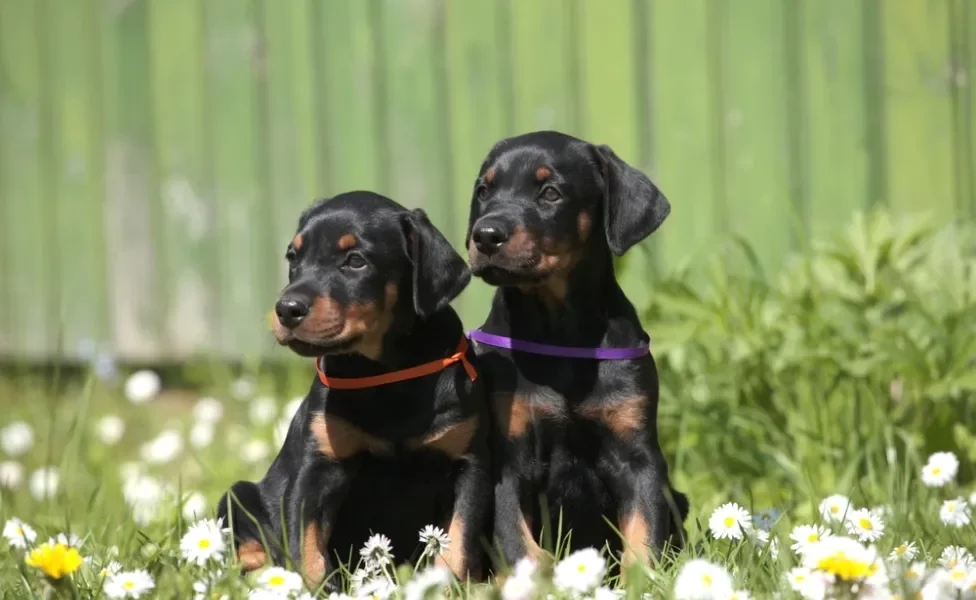 Dois Doberman filhotes juntos em campo florido