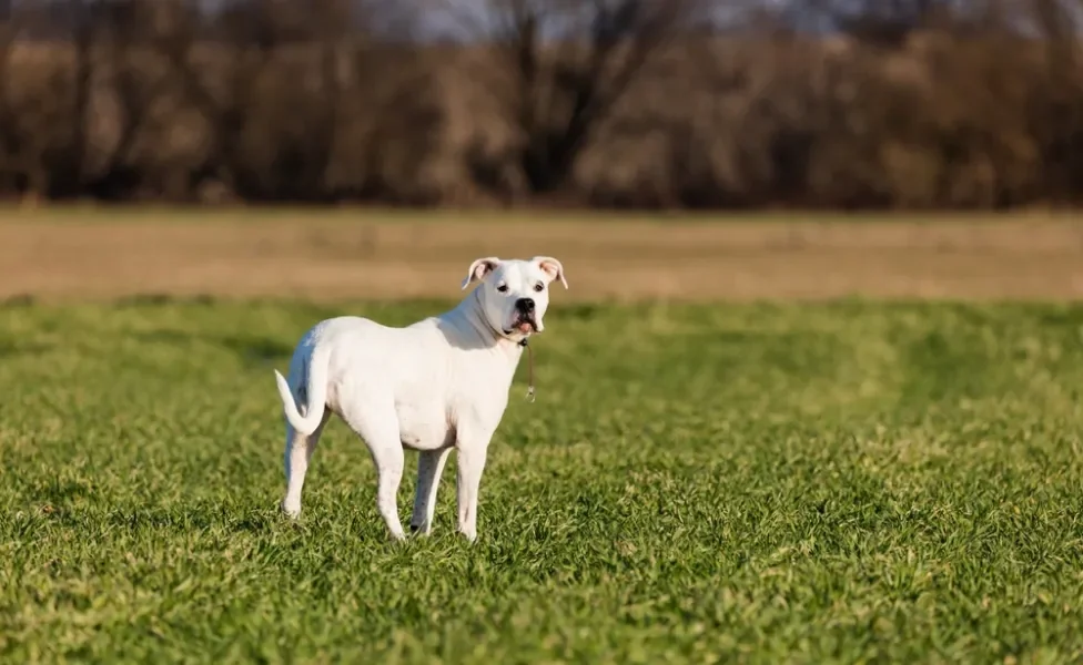 Dogo Argentino no campo olhando para trás