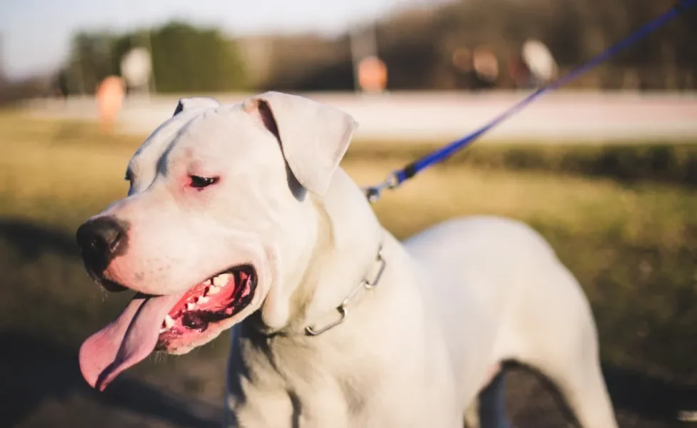 Dogo Argentino passeando com coleira