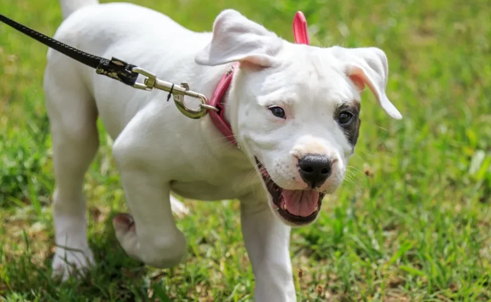 Dogo Argentino filhote passeando