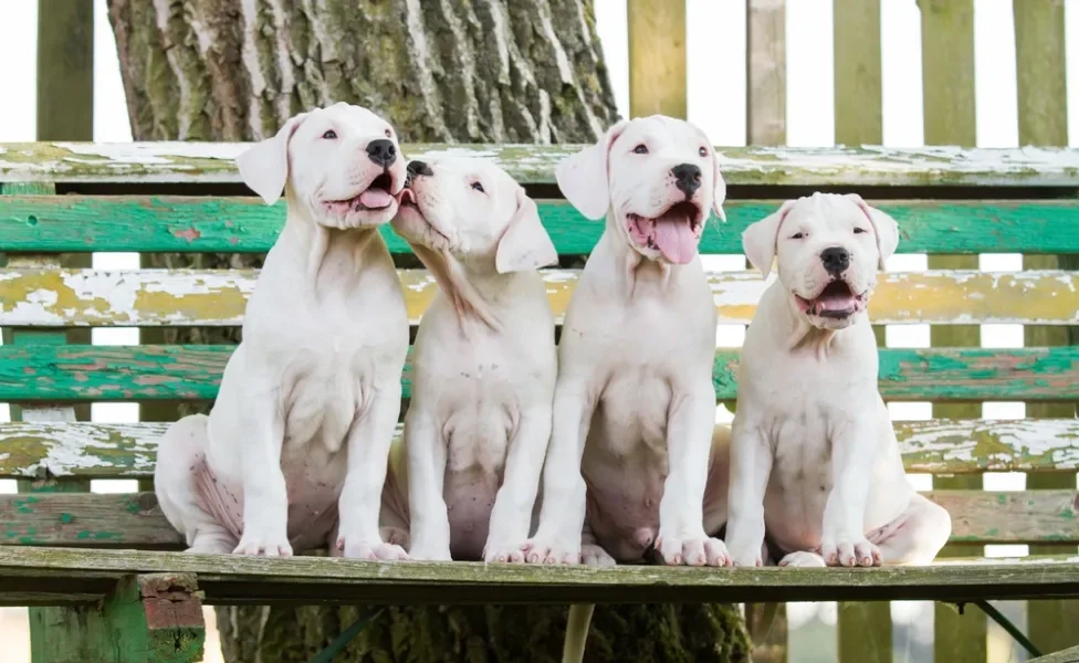 Quatro filhotes de Dogo Argentino juntos em cima de banco