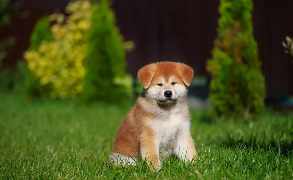 Fotos de filhotes de cachorro Akita sentado no gramado 