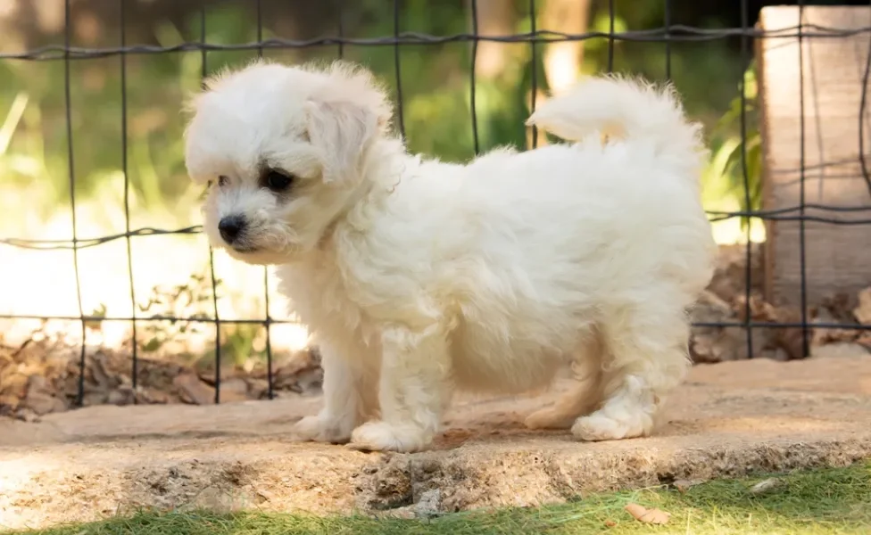 Fotos de filhotes de cachorro Bichon Frisé ao ar livre