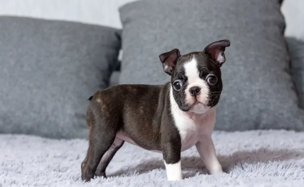 Fotos de filhotes de cachorro Boston Terrier em pé em cima de sofá