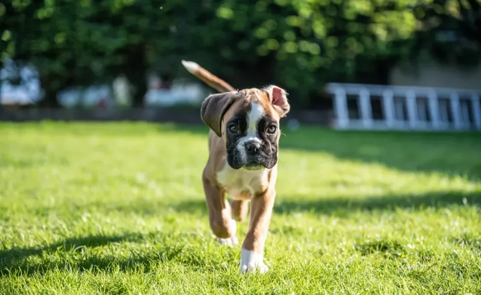 Fotos de filhotes de cachorro Boxer andando no gramado