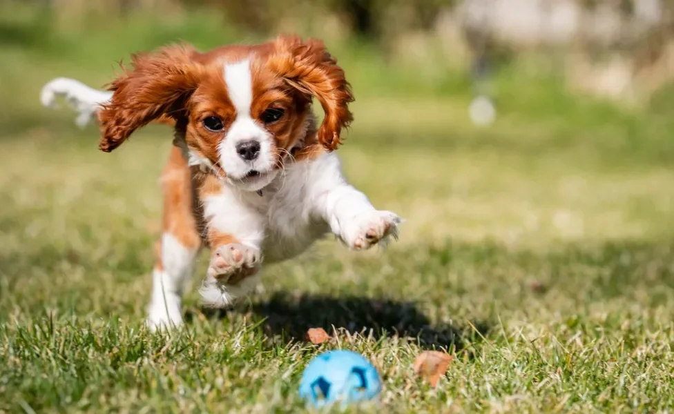 Fotos de filhotes de cachorro Cavalier King correndo atrás de bola