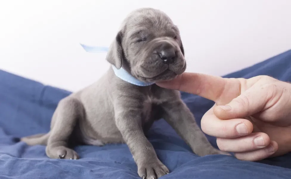 Fotos de filhotes de cachorro Dogue Alemão recebendo carinho