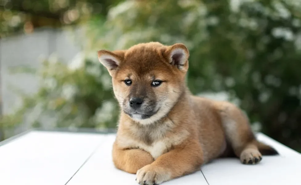 Fotos de filhotes de cachorro Shiba deitado no banco